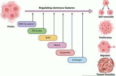 State-of-the-art therapeutic strategies for targeting cancer stem cells in prostate cancer